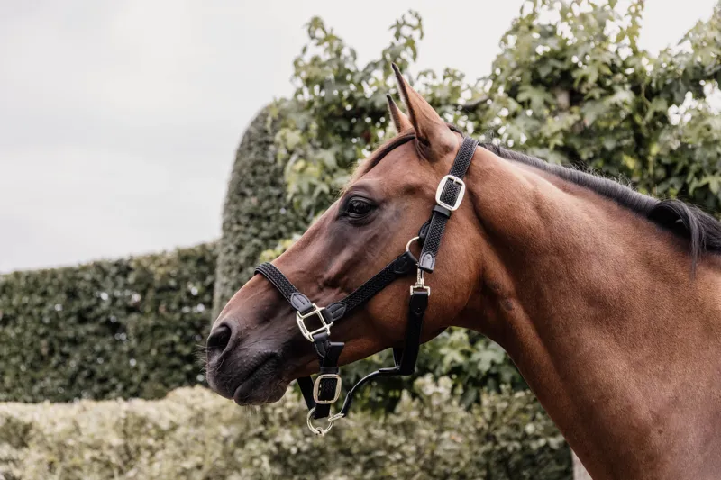 Kentucky Horsewear Plaited Nylon Halter Black-1